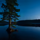 lonely tree