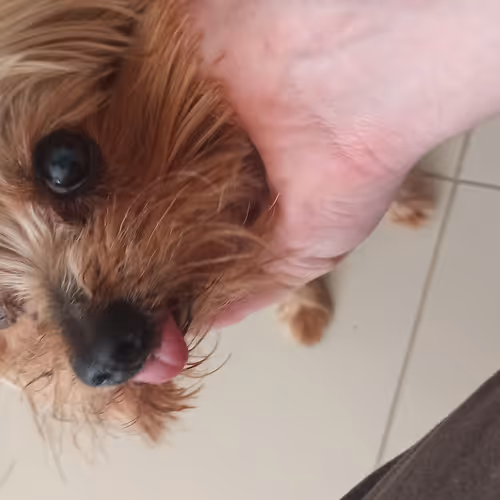 dogzin