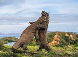 varan