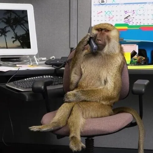 The monkey is working #2