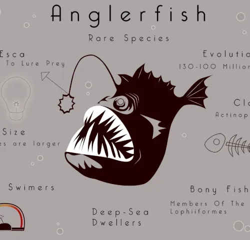 Anglerfish #2