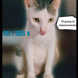 crypcat.meow