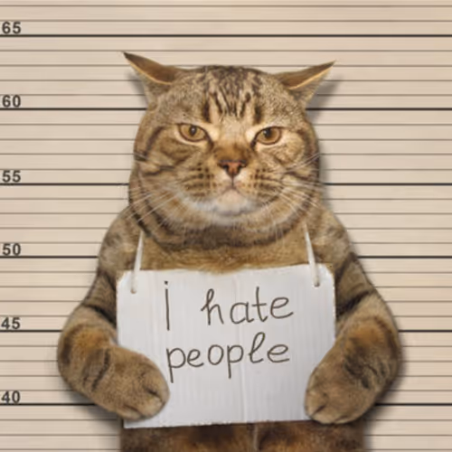 Angry Cat