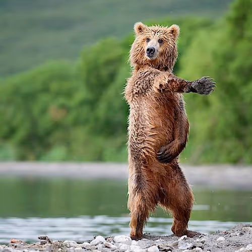 Funny bear :)