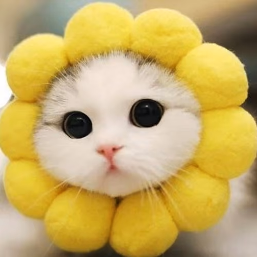 cute