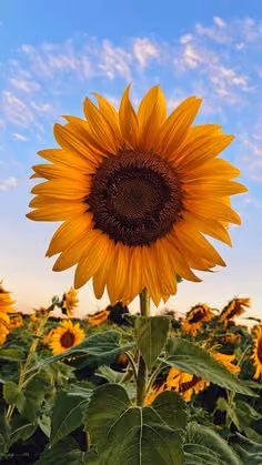 Yellow Flowert 2