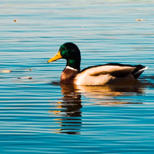 DUCKS