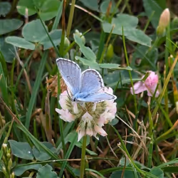 Flower Butterfly