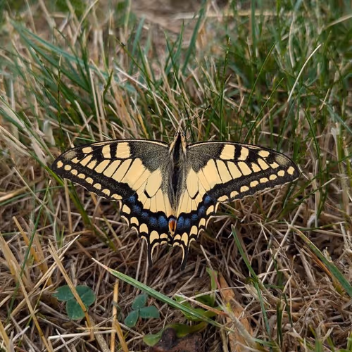Monarch Butterfly