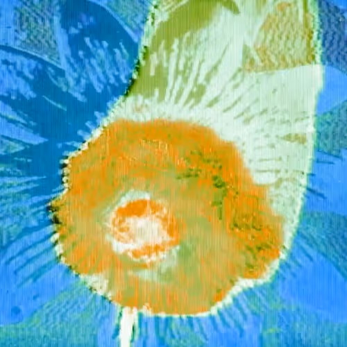 Ellie Pritts - blossom cycle II