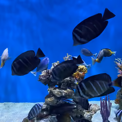 Seaworld
