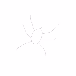 spider