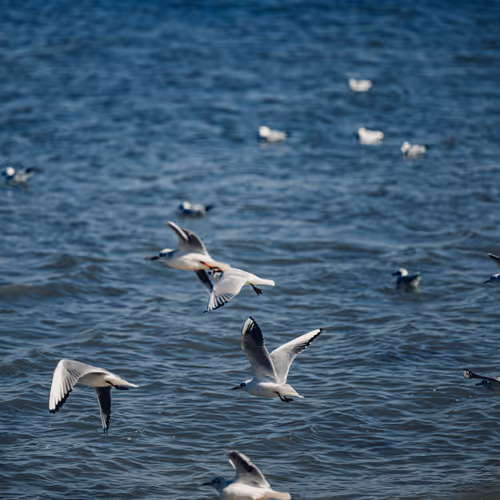 birds 29/30