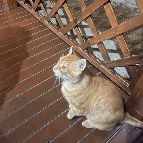 🐱