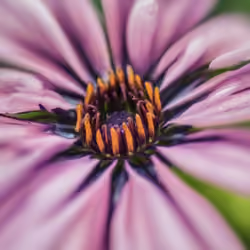 MacroFlow