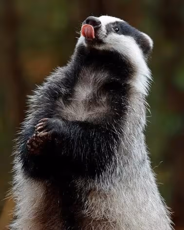 badger