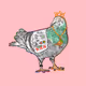 CoolPigeon
