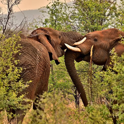 Elephants 1