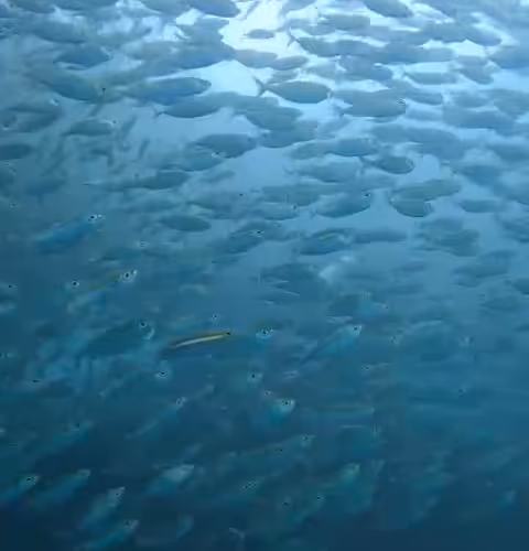 Undersea Adventures (Prototype)