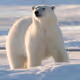 White bear