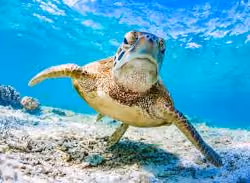 Turtle