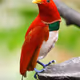 zora bird