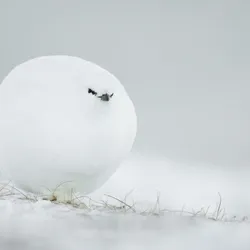 White ball #31
