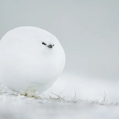White ball #865