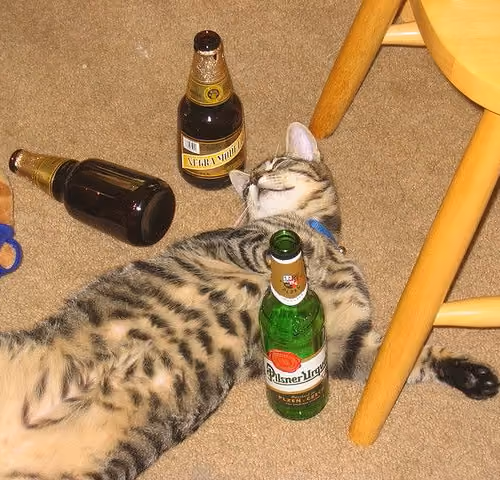 beer cat 1