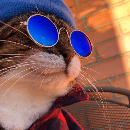 CoolCaT