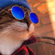 CoolCaT