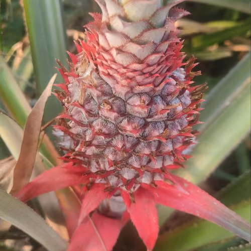 PINEAPPLE