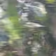 Transient and Glimpse II