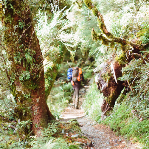 New Zealand Native Bush