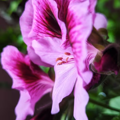 Flow Focus #2