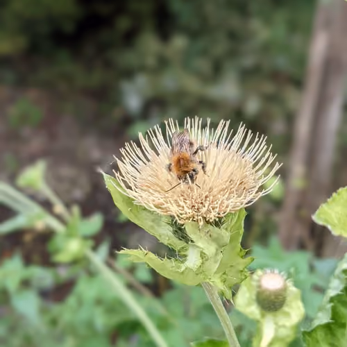 Bee On...