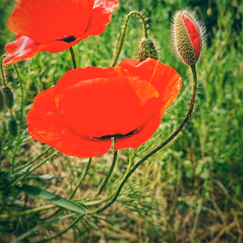 Red on Field