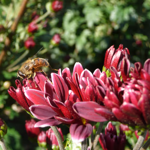 Flow+Bee