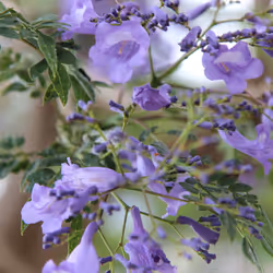 Blue Violet
