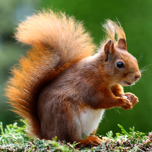 Squirrel