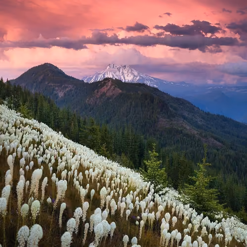 Nature