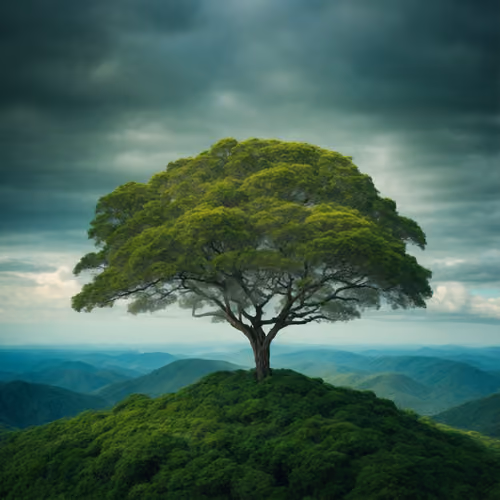 tree on a hill