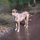 Catahoula Leopard Dog Cool-035