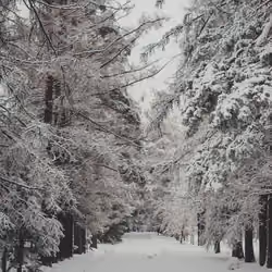 Winter