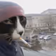 Cat with hat