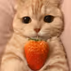 cutest catty
