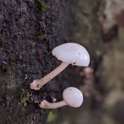 on the tree