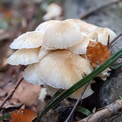 Slug Mushroom
