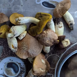 mushroom picking