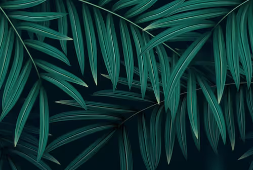 Fern